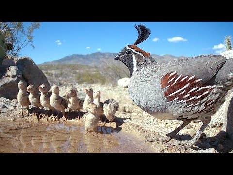 From Babies to Adults Quail Life