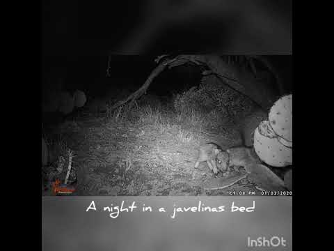 Javelinas bedding up for the night
