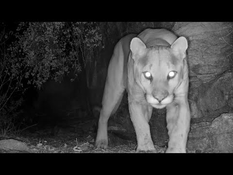 MOUNTAIN LIONS Arizona trail camera footage