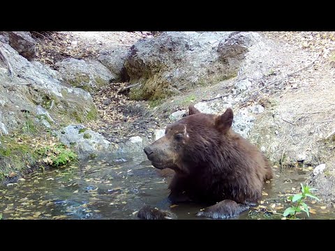 Spa day for this Arizona black bear Trail camera check