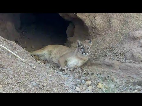 Relaxing Lady Desert Mountain Lion