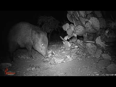 Javelina Highlight Reel