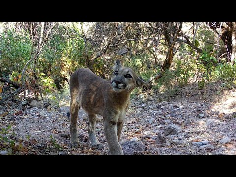 Lions and Bears share the same trail Wild Arizona
