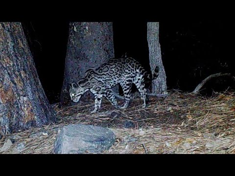 RARE ENDANGERED Ocelot on my trail cameras Southern Arizona