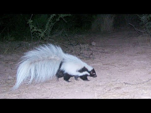 Arizona Skunks on my Trail Cameras