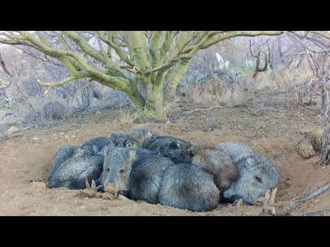 Life in a Javelina Bed Arizona Hope you Enjoy
