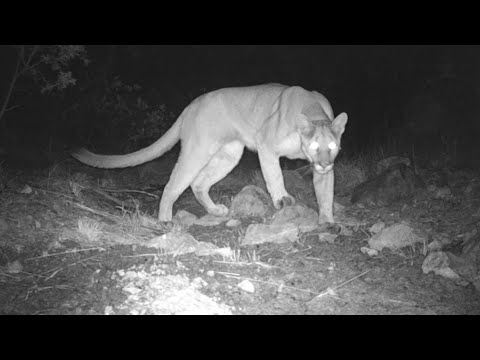 Mountain lion Scrape Site Female in Heat Screaming