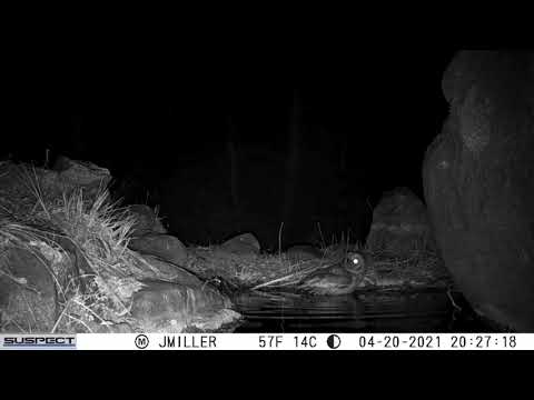 Very Rare Mexican Spotted Owl in Southern Arizona 2021