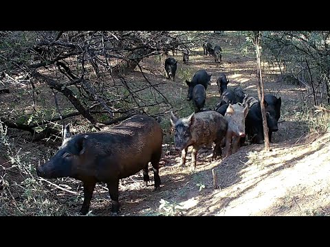 Wild Arizona Including Feral Hogs