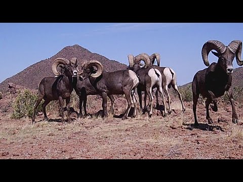 Bighorn Sheep on my Trail camera