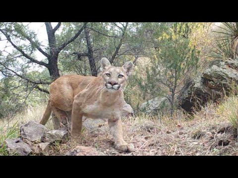 Wild Arizona