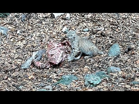 Found a Deer Carcass Set a camera to see WHO shows up