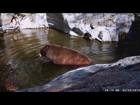 Trail Cam Journey Episode 3 Predator Pool