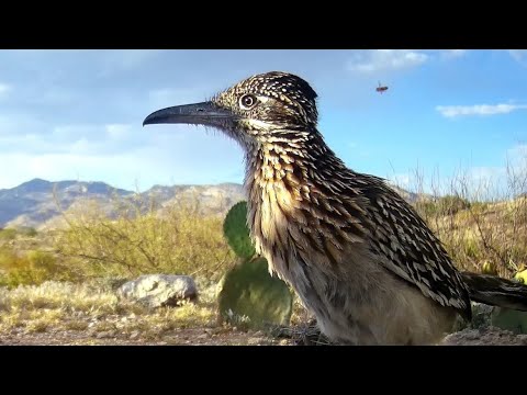 Roadrunner Southern Arizona