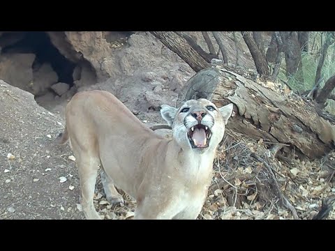 Male Female Mountain Lions at the Cave Southern Arizona