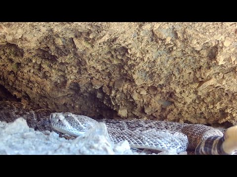 Rattlesnake Den Trail Camera check Part 1 Southern Arizona