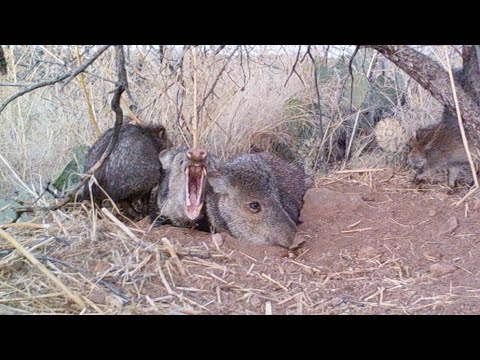 Javelina in the Morning Time Arizona