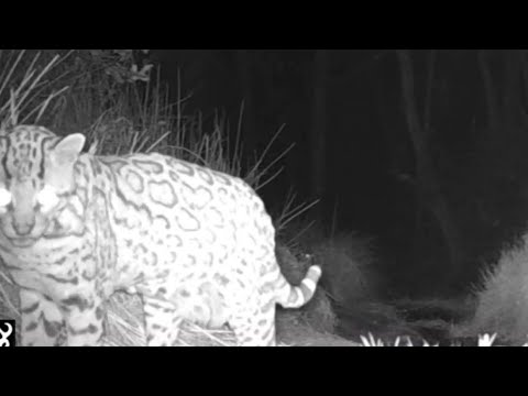 Arizona Ocelot and a few friends 2021