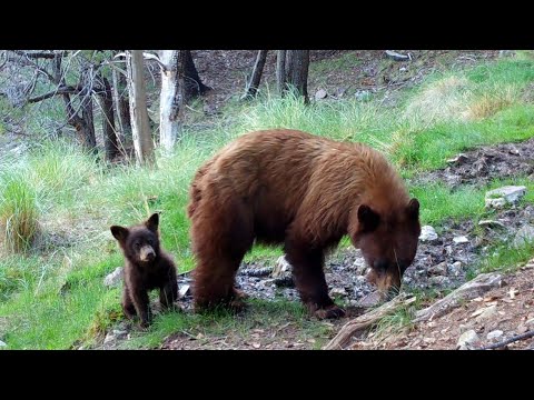 Momma Bear and her Cub