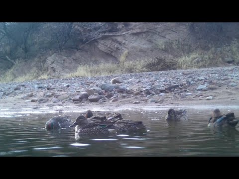Desert Ducks