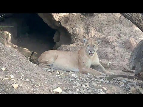 The CAVE Lots of Wildlife activity there