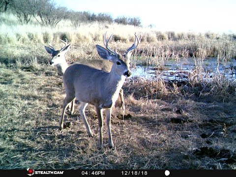 Trail Cam Journey Episode 5 Grassland Coues