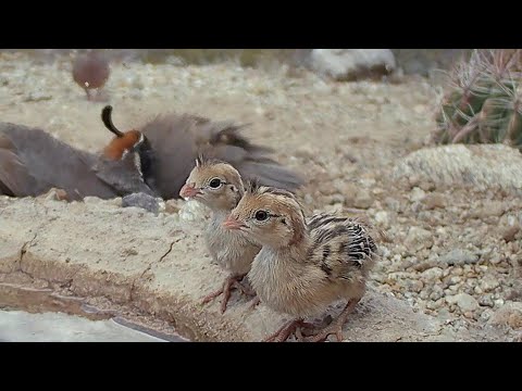 Morning time for 2 families of Baby Quail