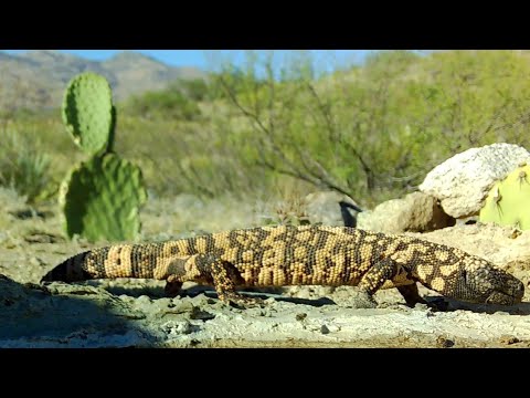 Wildlife Up Close Macro trail camera footage Part 2