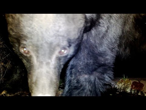 Spring Bears and more 2022