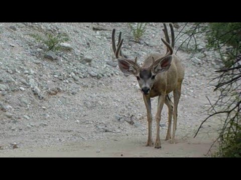 Southern Arizona Desert Mule Deer