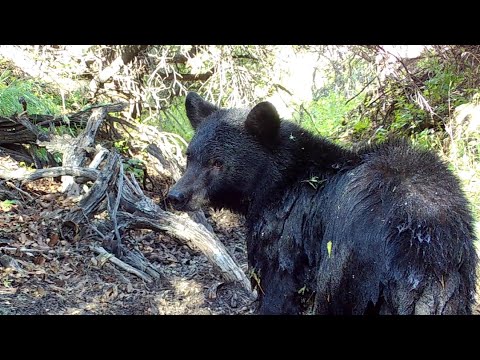 Bears water fun on my Trail cameras Arizona