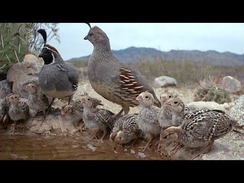 2 weeks old Baby Quail chicks