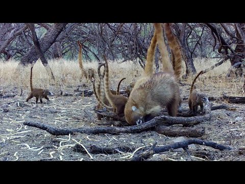 Baby Coatimundi