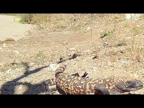 Gila Monster Arizona Trail camera check