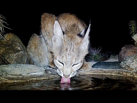 24 Hrs of Wildlife at the Waterhole