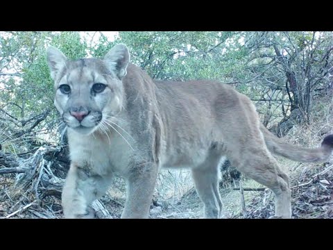 Mountain lion Trail Southern Arizona