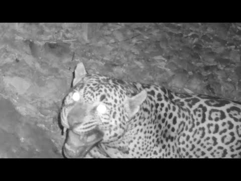 A New JAGUAR in Arizona My first ever JAGUAR on trail