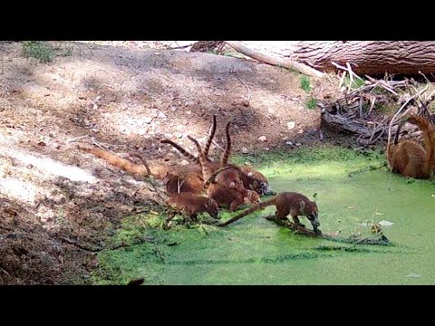 Babies Coatimundi at Moss Pool Wild Arizona