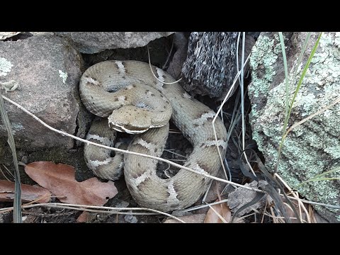 Beautiful Ridge nosed Rattlesnake Southern Arizona