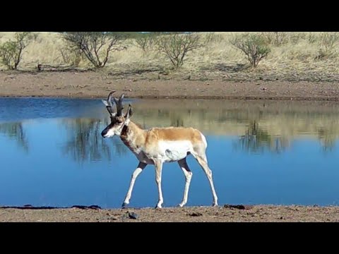 Desert Pronghorn