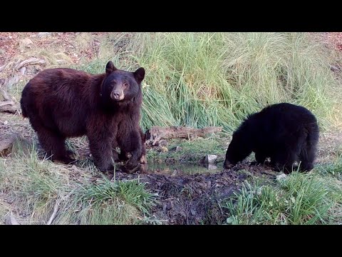 Black bear spring Wild Arizona