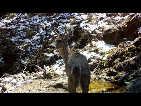 Wild Arizona End of Winter 2022
