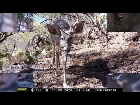 Arizona s Grey Ghost