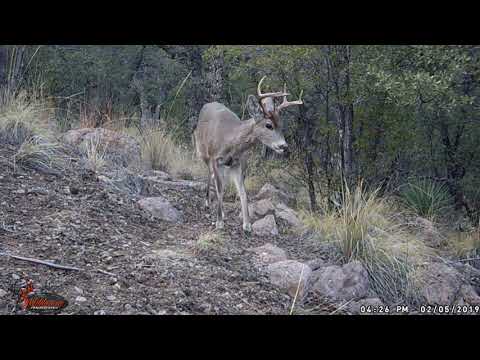 Trail Cam Journey Episode 4 Coues in the Oaks