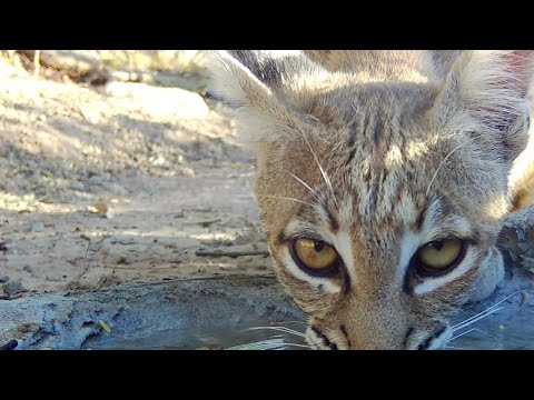Looking back on 2023 Arizona Wildlife on my trail cameras