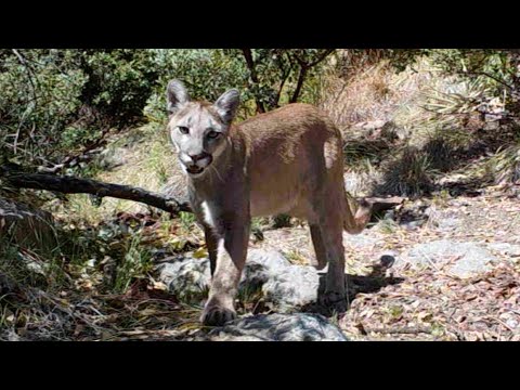 Arizona s Big Cat Mountain Lion