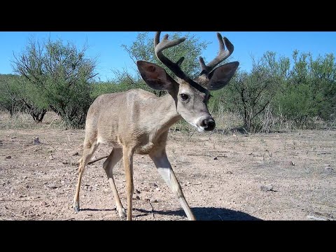 Southern Arizona Deer