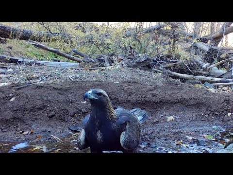 Beautiful Arizona wildlife on my trail cameras in southern