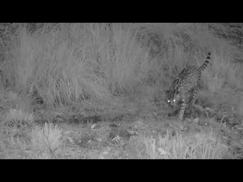 Arizona Ocelot and more on my Trail Cameras Wild Arizona