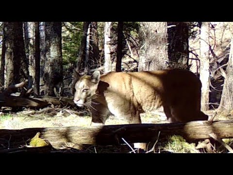 Top of the Mountain wildlife Southern Arizona